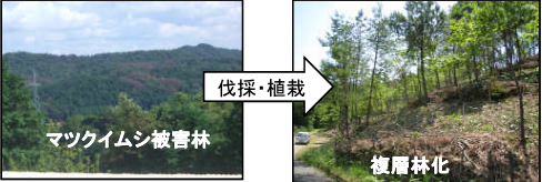 伐採・植栽
