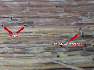 カシノナガキクイムシの幼虫と幼虫の穴