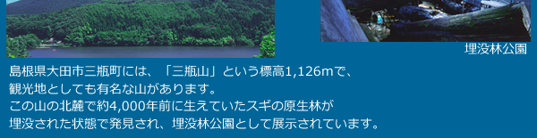 島根県大田市三瓶町には、「三瓶山」という標高1,126mで、観光地としても有名な山があります。この山の北麓で約4,000年前に生えていたスギの原生林が埋没された状態で発見され、埋没林公園として展示されています。