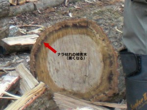ナラ枯れの被害木