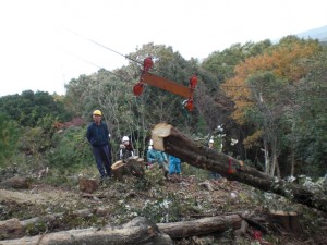 少々の大木でも大丈夫です