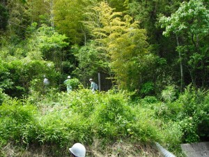 保安林の状況調査