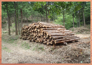 島根CO2吸収認証 第1号:中海大井環境整備工事(有限会社土江重機) 島根CO2吸収認証 第1号:中海大井環境整備工事(有限会社土江重機)