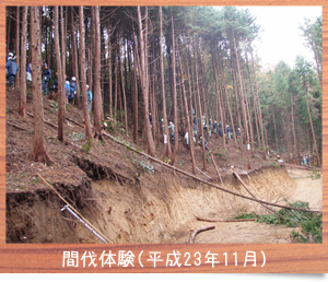 間伐体験（平成23年11月）