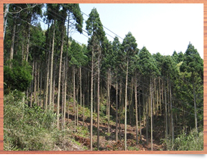 島根ＣＯ２吸収認証　宍道湖鹿園寺町植生基盤工事