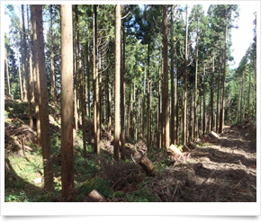 コカ・コーラウエスト株式会社：森林整備への取り組み