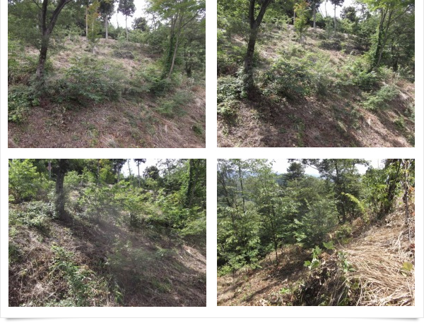 株式会社マサコーポレーション