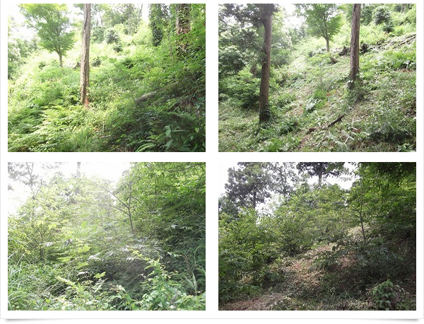 株式会社マサコーポレーション