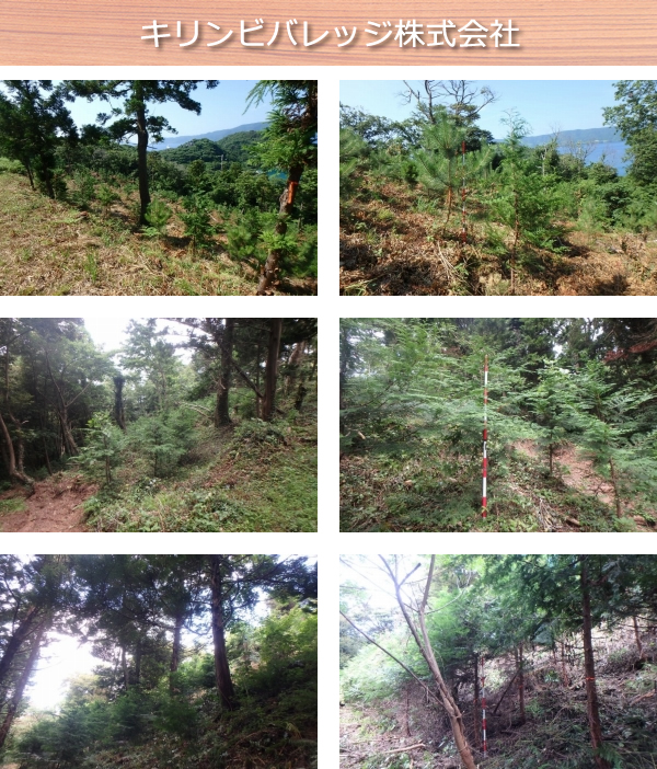 キリンビバレッジ株式会社